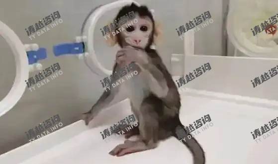 实验用猴